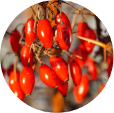 Berberine HCl in Phytomem One