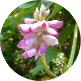 Kudzu Flower Extract in Phytomem One